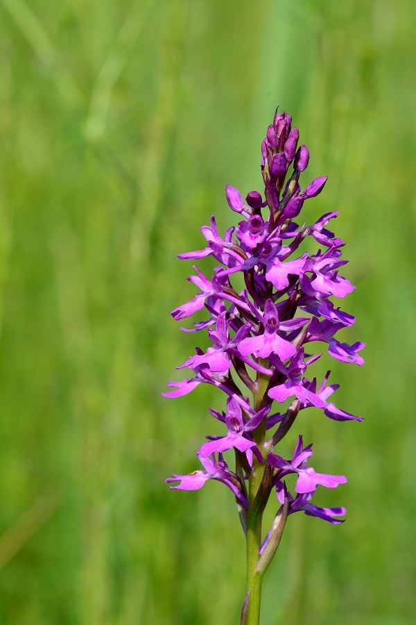 Anacamptis  duquesnei